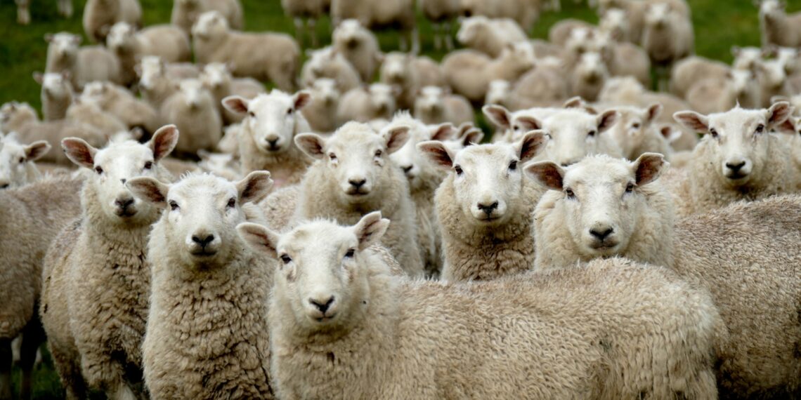 herd of sheep on green grass field during daytime