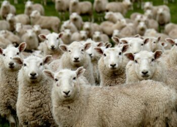 herd of sheep on green grass field during daytime